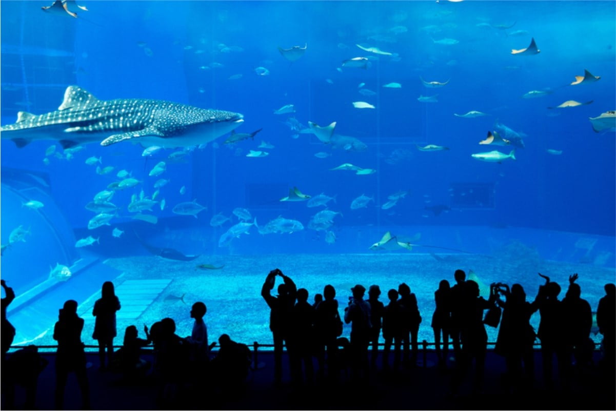 Dubai Aquarium and Underwater Zoo Tickets