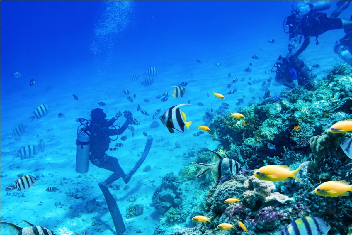 Access to Dubai Aquarium and Underwater Zoo