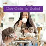 Cat Cafe in Dubai